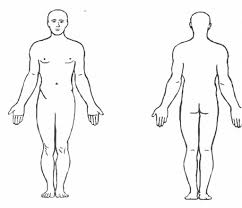The axial skeleton and the. Simple Human Anatomy Diagram Koibana Info Human Body Diagram Body Outline Body Anatomy