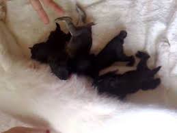 This listing includes patterns for four different animals in four different outfits, all in the same size, so you can mix and match and make a ballerina bunny, teddy bear in shorts or a monkey in a hoodie for example. Surrogate Mother Cat Feeding Orphan Baby Bunnies Youtube