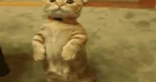 The Shy Fist Pumper Shrek Cat Cute Cat Gif Cutest Cats Ever