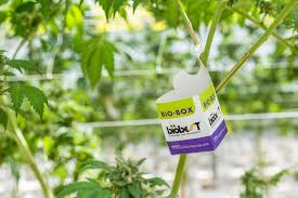 Advice for cannabis businesses and cultivators. Are You Ready For California S Pesticide Regulations Cannabis Business Times