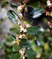 Castle Wall Holly