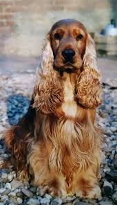 Black And Tan Cocker Spaniel For Sale Los Angeles Pin By Mili Mili On Cockers Golden Cocker Spaniel English Cocker Spaniel Spaniel