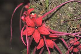 Image result for Malvaceae: Byttnerioideae, Helicteroideae