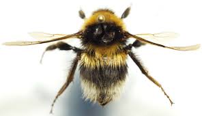Image result for Bombus hortorum