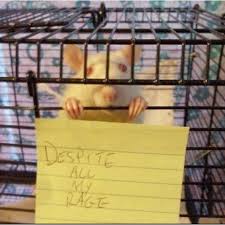 Dramatic Irony In A Nutshell Laugh Funny Pictures Haha Funny