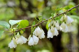 Image result for Halesia
