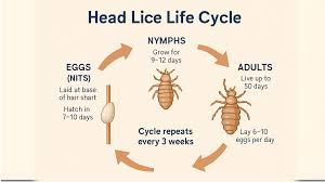 Image result for lice life cycle