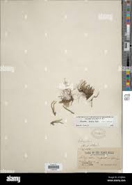 Image result for Selaginella goudotiana