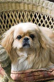 handsome magnum pekingese puppies cute baby puppies cute puppies