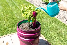 Self Watering Bucket Garden At Menards