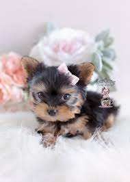 Yorkie Puppy For Sale Teacup Puppies 163 C Teacup Yorkie Puppy Teacup Puppies Yorkie Puppy