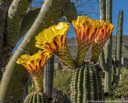 It's a book to learn to read with. Gigantic Cactus Flowers That Only Bloom One Day A Year Hope Inc Stories