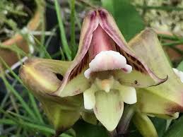 Image result for Polystachya galeata