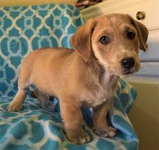 Meet adoptable cats and kittens from your community, lovingly cared for right here at your. Nashville Tn Dachshund Meet Kent A Pet For Adoption