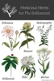 Pin On Herbs