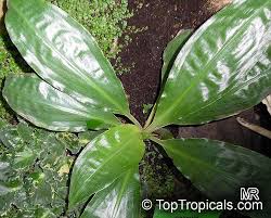 Image result for Palisota ambigua