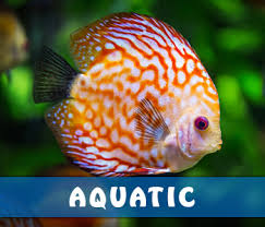 We have knowledgeable and educated specialists yesterday i traveled four hours to visit the best pet store pet & aquatic warehouse. Aquatic Finatic Pet Shop Aquariums North Yorkshire
