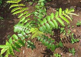 Image result for Pouteria adolfi-friedericii