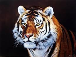 Tigers Are The Largest Member Of The Cat Family Edward Aldrich Siberian Tiger With Images Big Cat Family Animals Beautiful Siberian Tiger