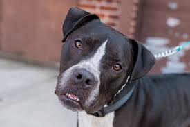 Maybe you would like to learn more about one of these? Pixies And Paws Rescue