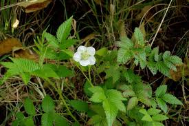 Image result for Rubus rosifolius
