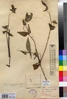 Image result for Aspilia ciliata