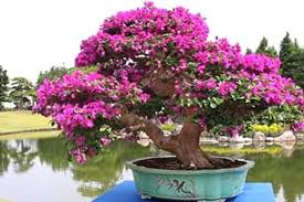 Pohon Pohon Terbaik Untuk Bonsai Part 2 Ada Pohon Jambu Biji Dan Bugenvil Portal Jember