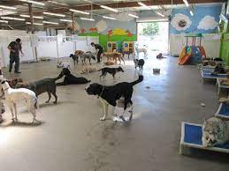 Repinned Doggie Daycare Dog Boarding Kennels Indoor Dog Park Dog Daycare