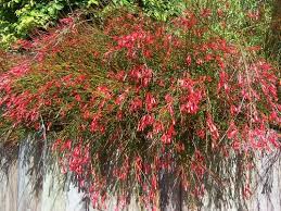 Russelia Juncea Coral Flowers Beautiful Flowers Garden Pottery