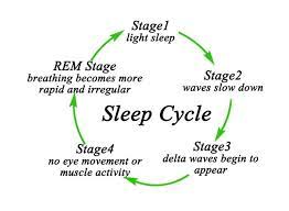 What Do Dogs Dream About Sleep Cycle Chart Rem Sleep Cycle Sleep Cycle
