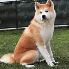 Pin On Dogs