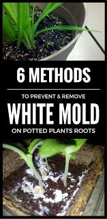 If the plant looks healthy, i would try. 6 Methods To Prevent Remove White Mold On Potted Plants Roots Gardentipz Com