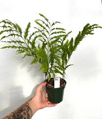 Image result for Drynaria