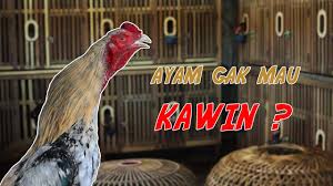 Ford malaysia promotion 2017 : Jenis Ayam Modern Ayam Trad Youtube