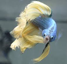 As i discovered during a rather gruesome dissection of a mackerel.by:g.s.kamal.g.s.nothey sure do. Betta Tongue Betta Fish Forum