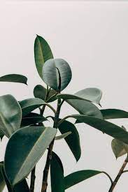 Le giovani piante hanno foglie che sono più piccole e senza lobi o fori, ma ben presto producono foglie lobate e forate. 12 Stupende Piante D Appartamento Di Grandi Dimensioni Guida Giardino