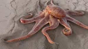Great value is placed on the quality of the products. Esta Es La Explicacion Al Video Viral Del Pulpo Gigante Paseando Por La Playa