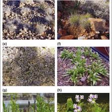 Image result for Xerophyta humilis