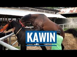 Kawin kuda, california city, california. Proses Kawin Silang Kuda Pacu Dengan Kuda Thoroughbred Berkah Stud Racing Stable Bukittinggi Youtube