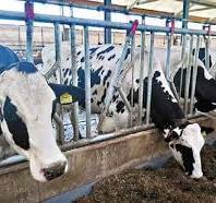 Robôs fazendeiros cuidam do leite à inseminação da vaca