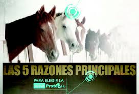 Descubre en este vídeo todo lo que necesitas saber sobre las vacunaciones. La Nueva Vacunacion Equina 5 Razones Para Su Uso