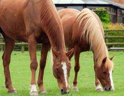 Used not to injure the other party; Graze Meaning And Definition