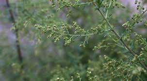 Artemisinin to związek otrzymywany z rośliny o nazwie artemisia annua bylica roczna, powszechny typ piołunu rdzennie występujący w umiarkowanej klimatycznie części azji. Ict Se3h M9ckm