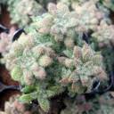 Image result for Triumfetta setulosa