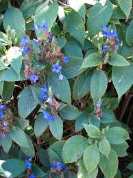 Image result for Eranthemum pulchellum