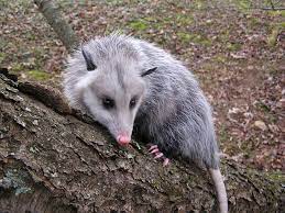 Angry Opossum Google Search Animals Take Shelter Wildlife