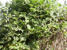 Image result for Lagenaria sphaerica