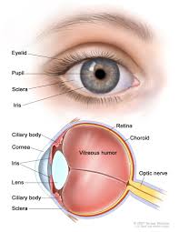 Figure Anatomy Of The Eye Showing Pdq Cancer Information Summaries Ncbi Bookshelf