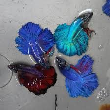 Cara membedakan cupang jantan dengan betina: Ikan Cupang Halfmoon Jantan Shopee Indonesia