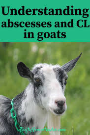 Abscesses And Cl In Goats The Thrifty Homesteader In 2020 Goats Goat Health Raising Goats